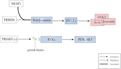 E3 ubiquitin ligases in the acute leukemic signaling pathways